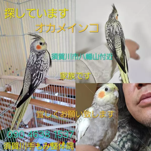 迷子鳥の画像