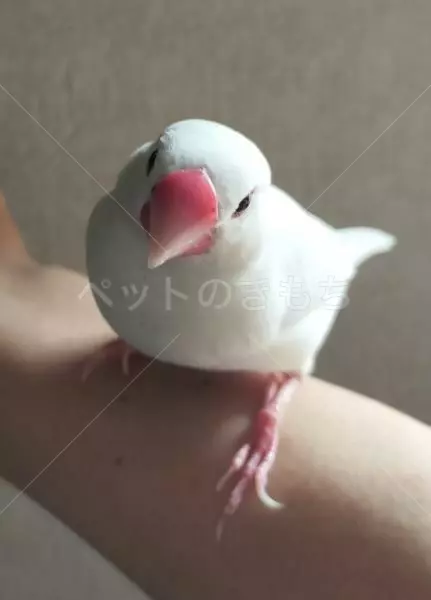 保護鳥の画像