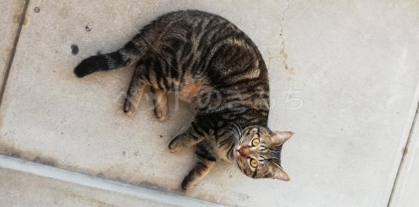 迷子猫の画像