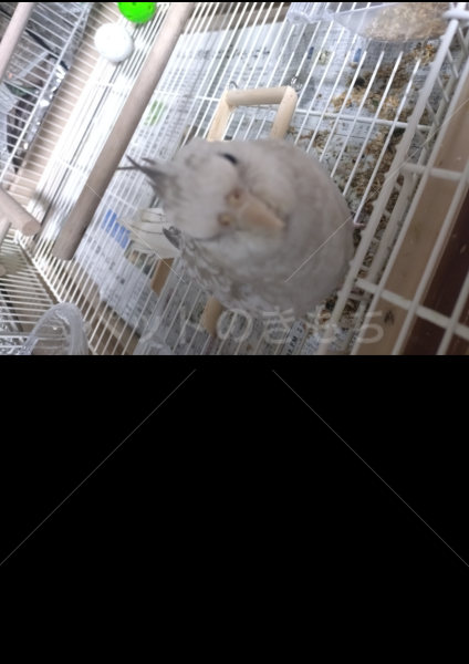 迷子鳥の画像