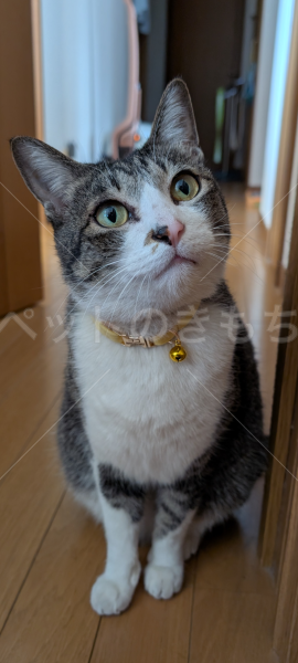 迷子猫の画像