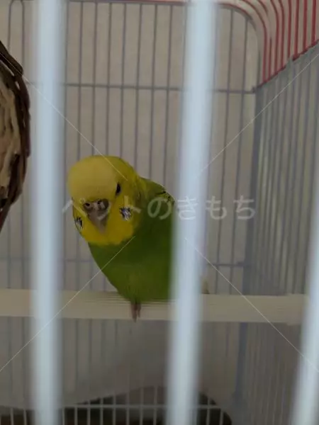 保護鳥の画像