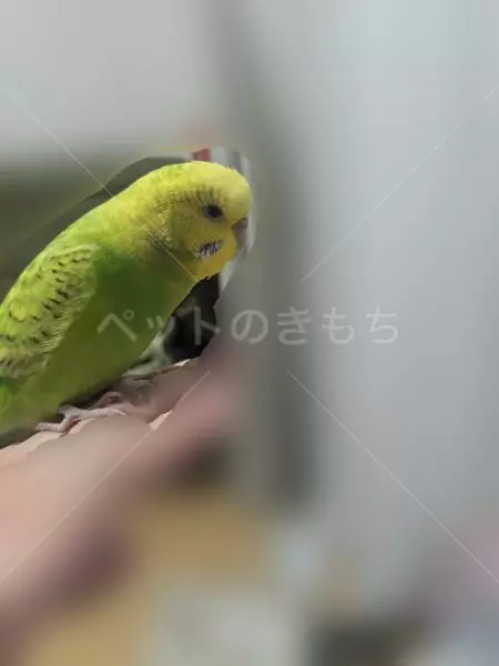 コメントの画像