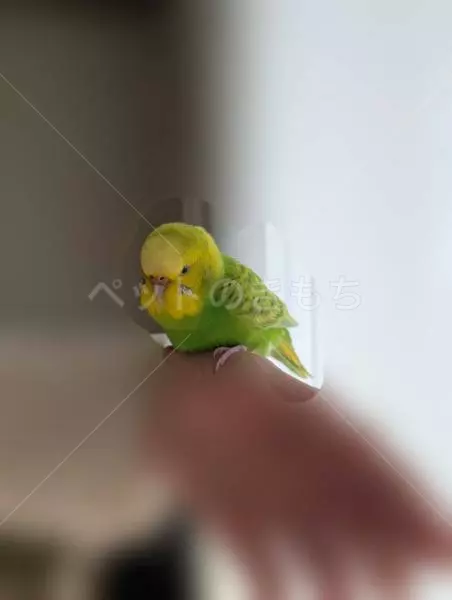 コメントの画像