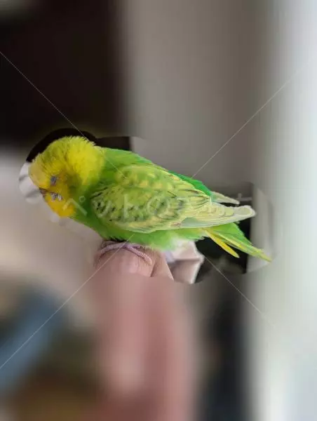 コメントの画像