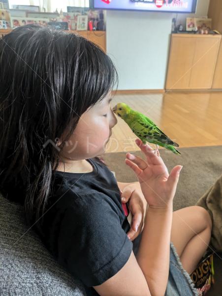 迷子鳥の画像