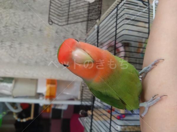 迷子鳥の画像