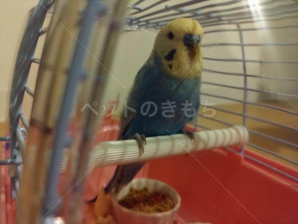 保護鳥の画像