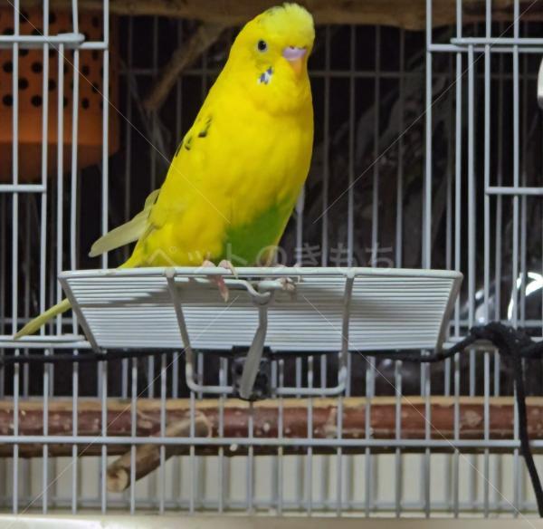 迷子鳥の画像