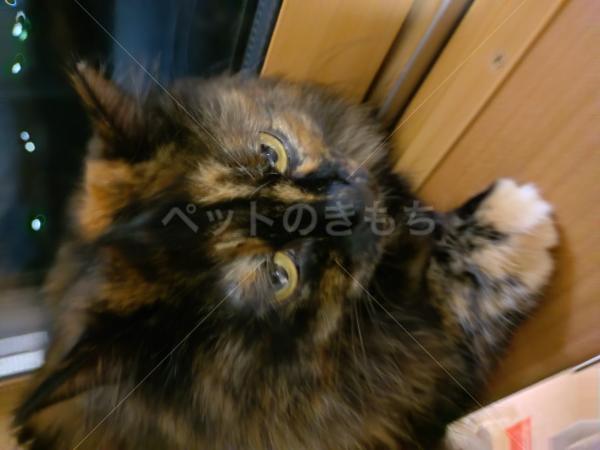 迷子猫の画像