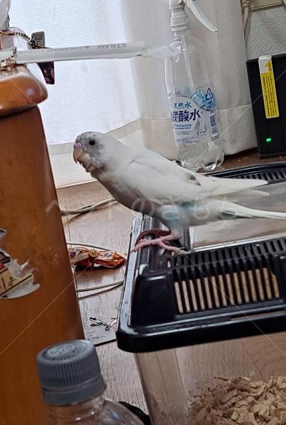迷子鳥の画像