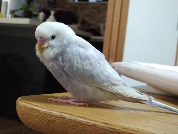 迷子鳥の画像