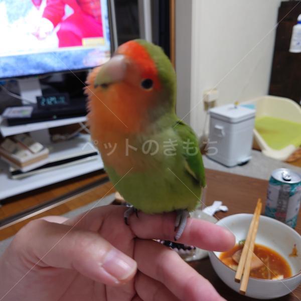 迷子鳥の画像