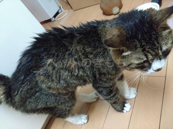 迷子猫の画像