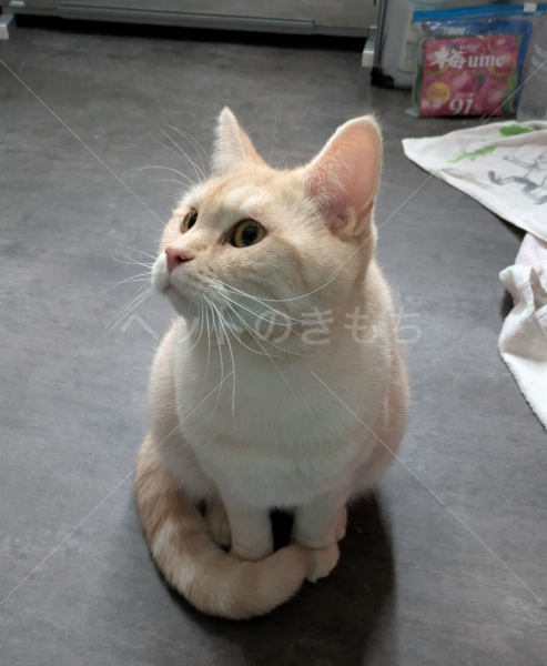 迷子猫の画像