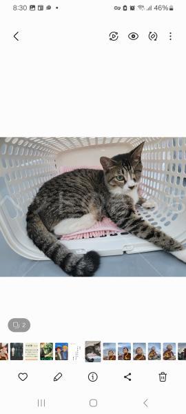 迷子猫の画像