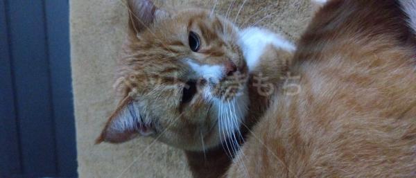 迷子猫の画像