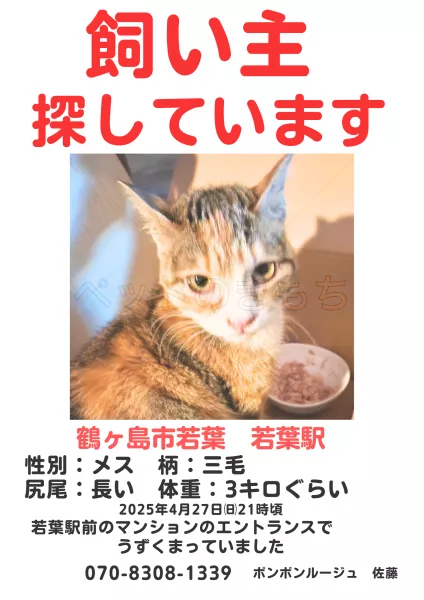 保護猫の画像