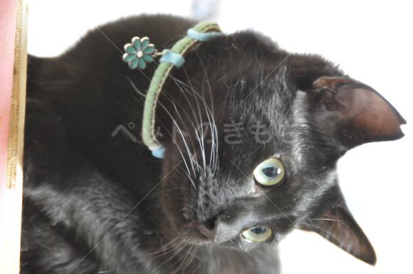 迷子猫の画像