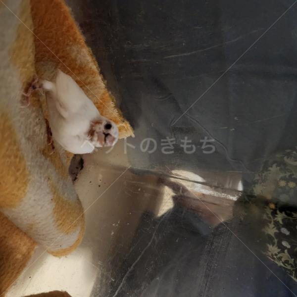 保護鳥の画像