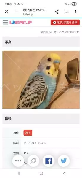迷子鳥の画像