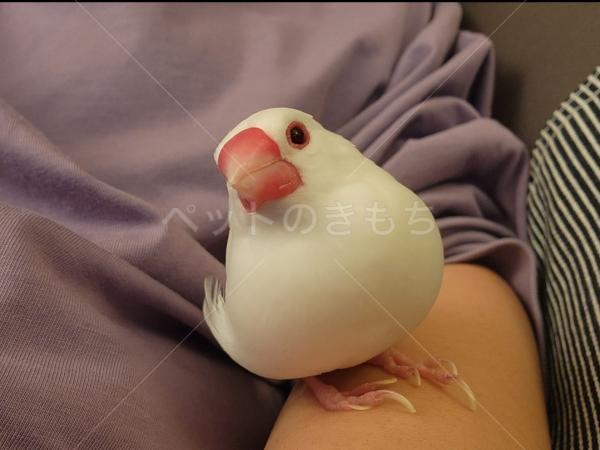 迷子鳥の画像