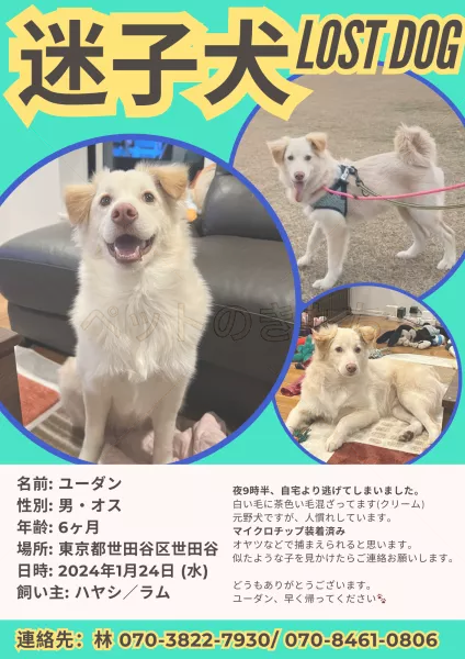 迷子犬の画像