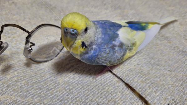 迷子鳥の画像