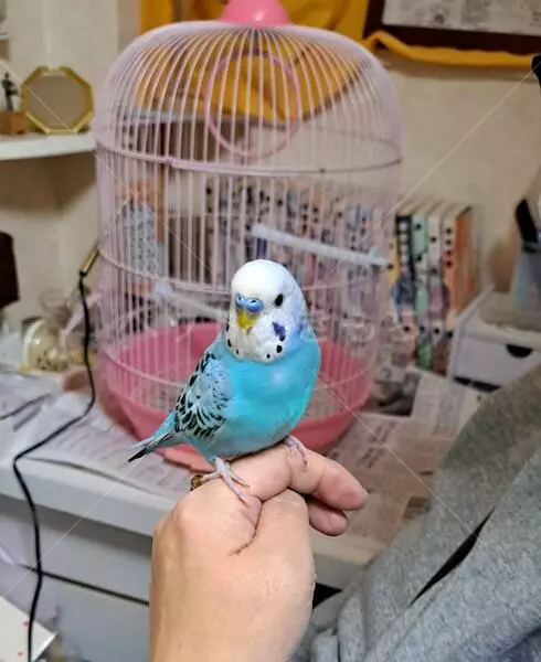 保護鳥の画像