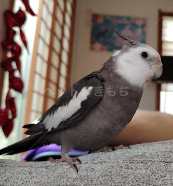 迷子鳥の画像