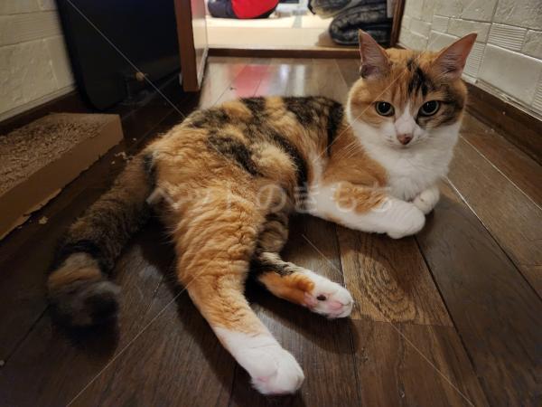 迷子猫の画像