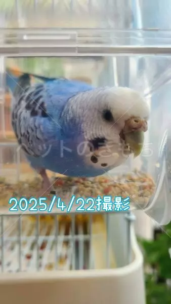 迷子鳥の画像