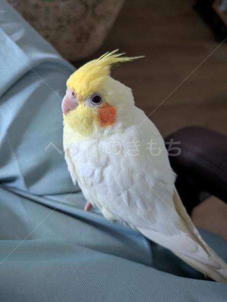 迷子鳥の画像