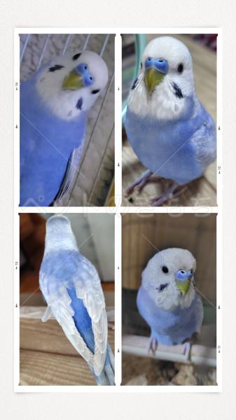 迷子鳥の画像