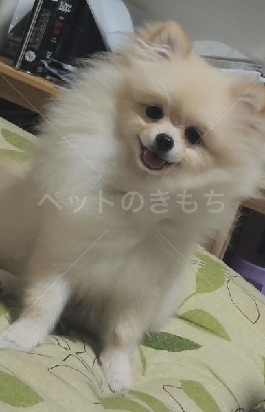 迷子犬の画像