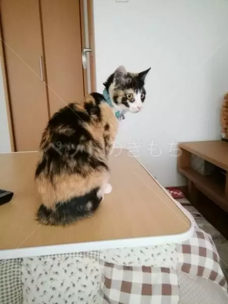 迷子猫の画像