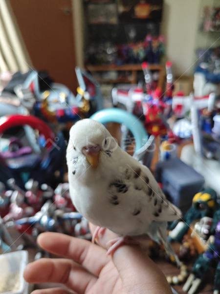 迷子鳥の画像