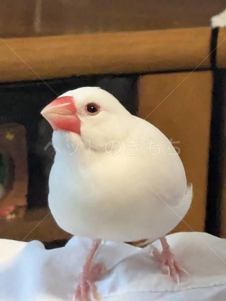 迷子鳥の画像