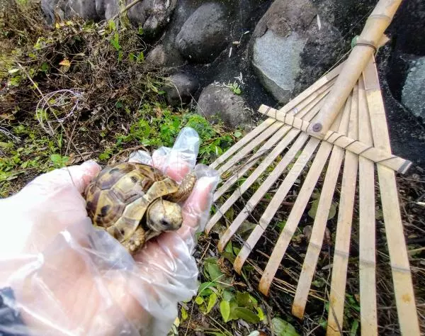 コメントの画像