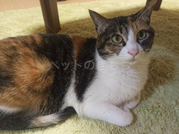 迷子猫の画像