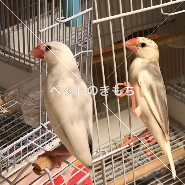 迷子鳥の画像