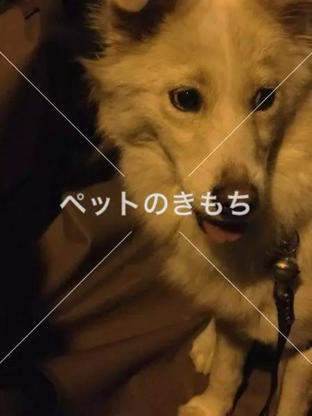 コメント投稿の画像