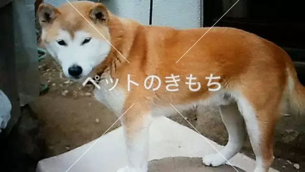 迷子犬の画像