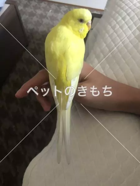 迷子鳥の画像