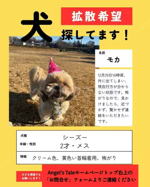 迷子犬の画像