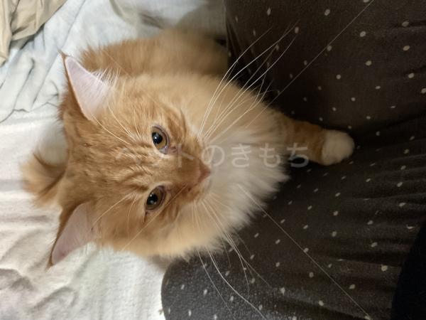 迷子猫の画像