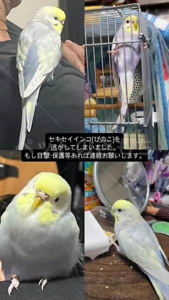 迷子鳥の画像