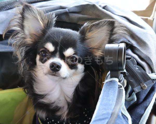 迷子犬の画像