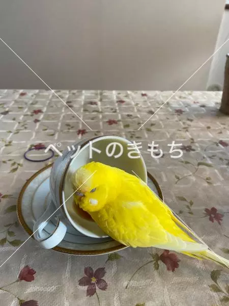 迷子鳥の画像
