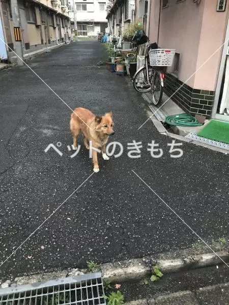 コメント投稿の画像
